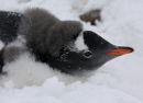 Juvenile Gentoo Penguin